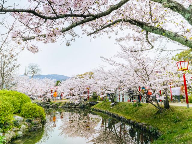 写真：小城公園(桜)