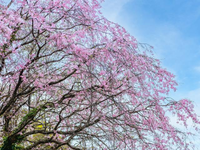 写真：村制施行100周年記念塔の桜（千本桜）