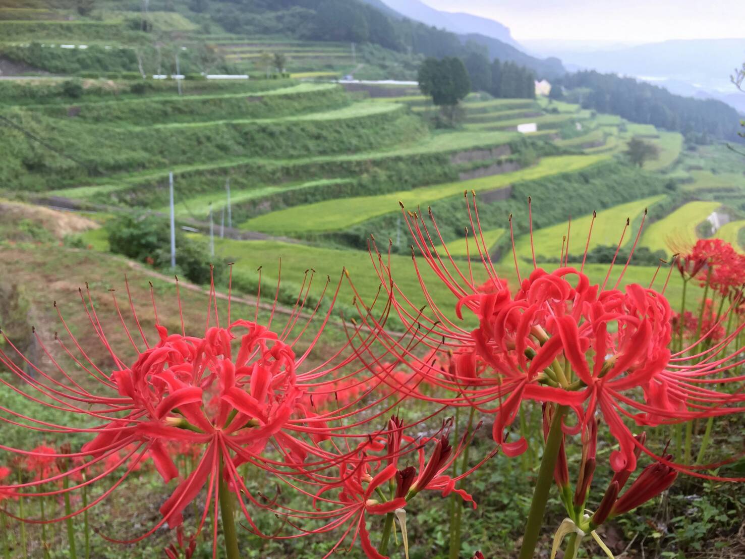 画像:岳の棚田の写真