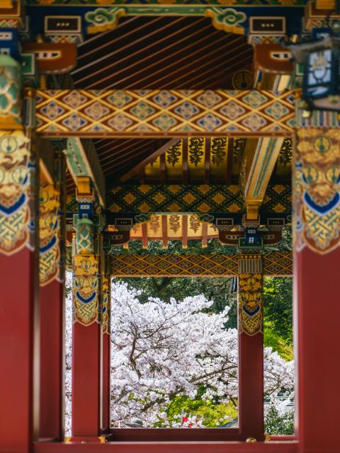 写真：祐徳稲荷神社（桜）