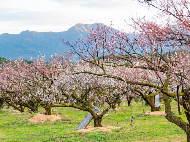 写真：伊万里梅園 藤ノ尾