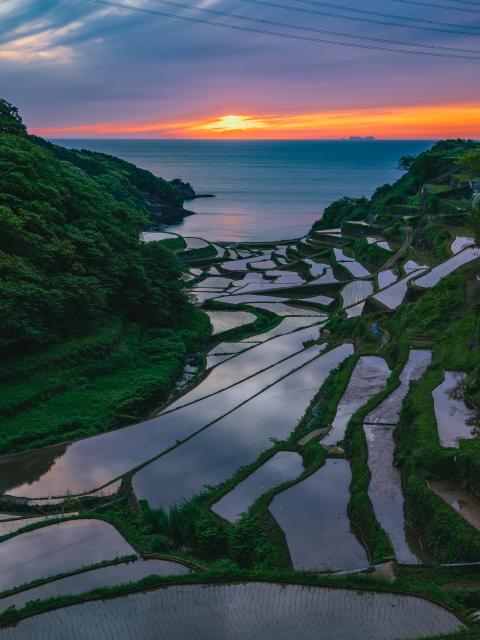 写真：浜野浦の棚田