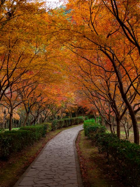 写真：武雄神社