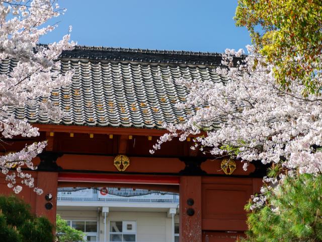 写真：旭ヶ岡公園(桜)