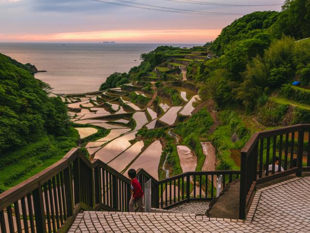 写真：浜野浦の棚田