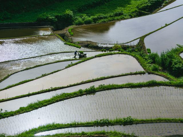 写真：浜野浦の棚田