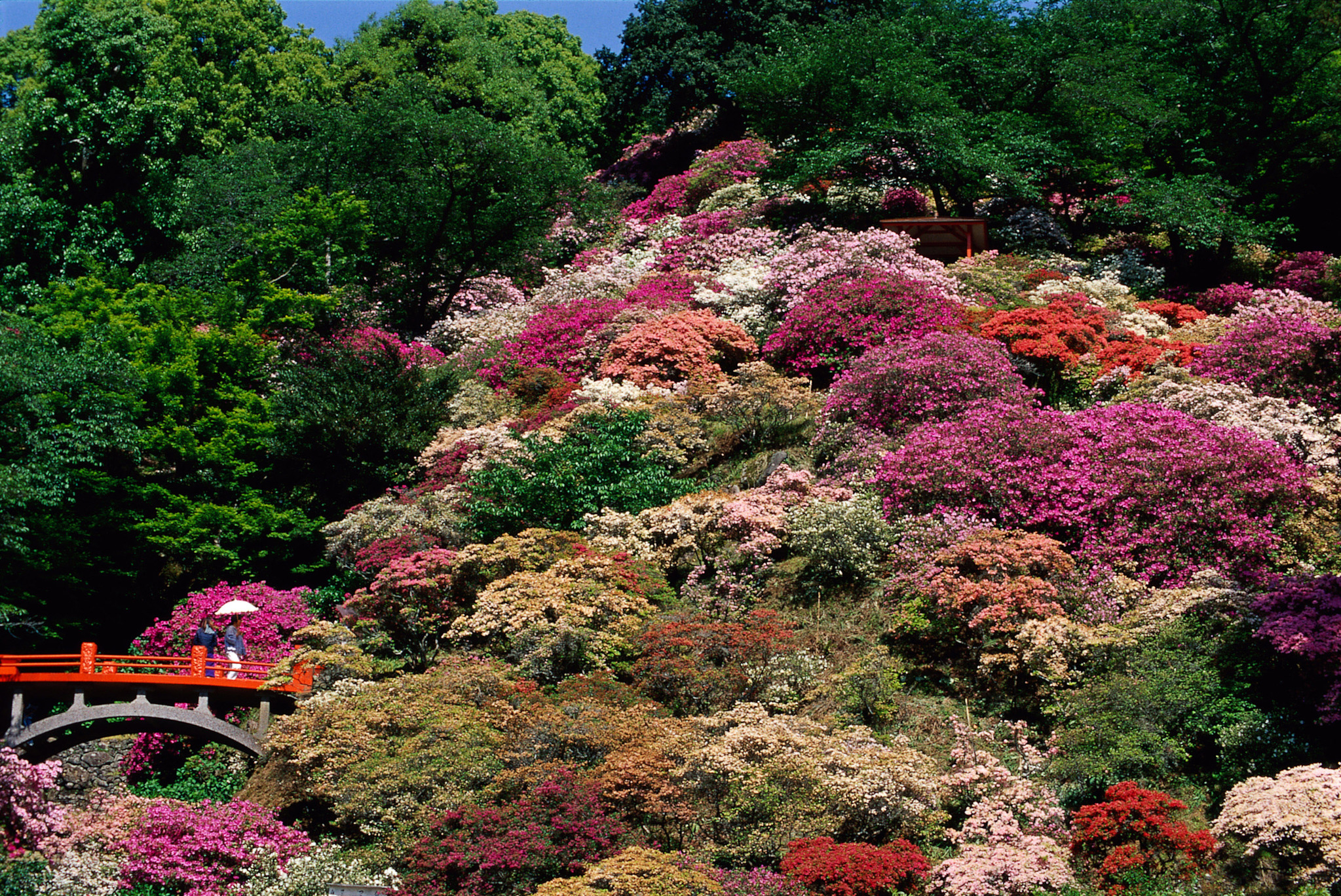 画像:祐徳稲荷神社のツツジの写真