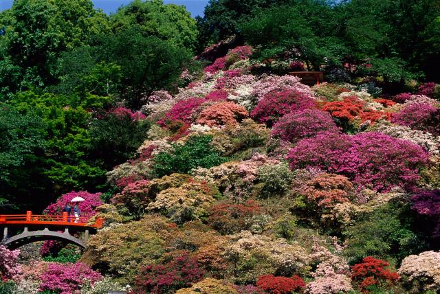 画像:祐徳稲荷神社のツツジの写真