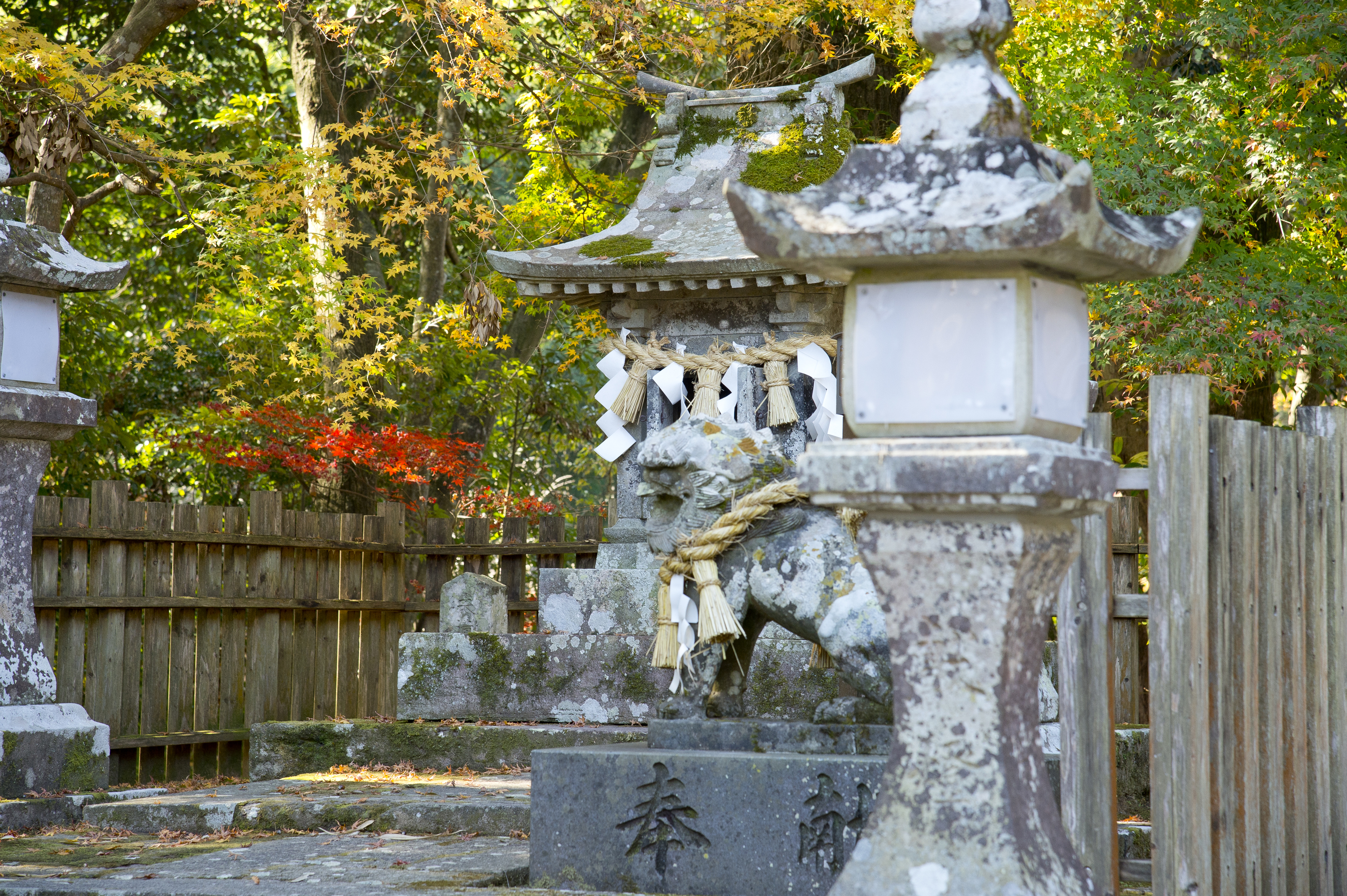 画像:武雄神社・武雄の大楠の写真