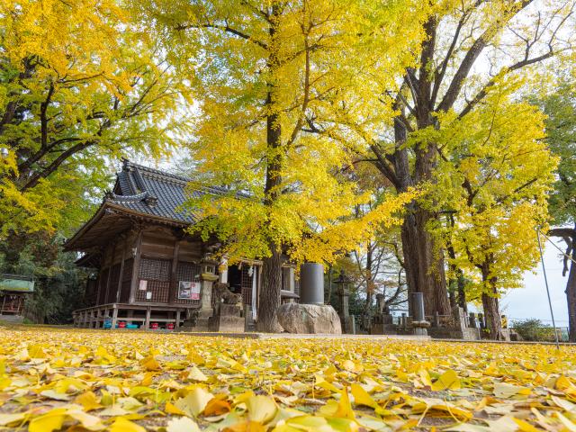 写真：綾部八幡神社