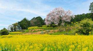 写真：菜の花が手前に広がり、奥に桜が咲いている様子