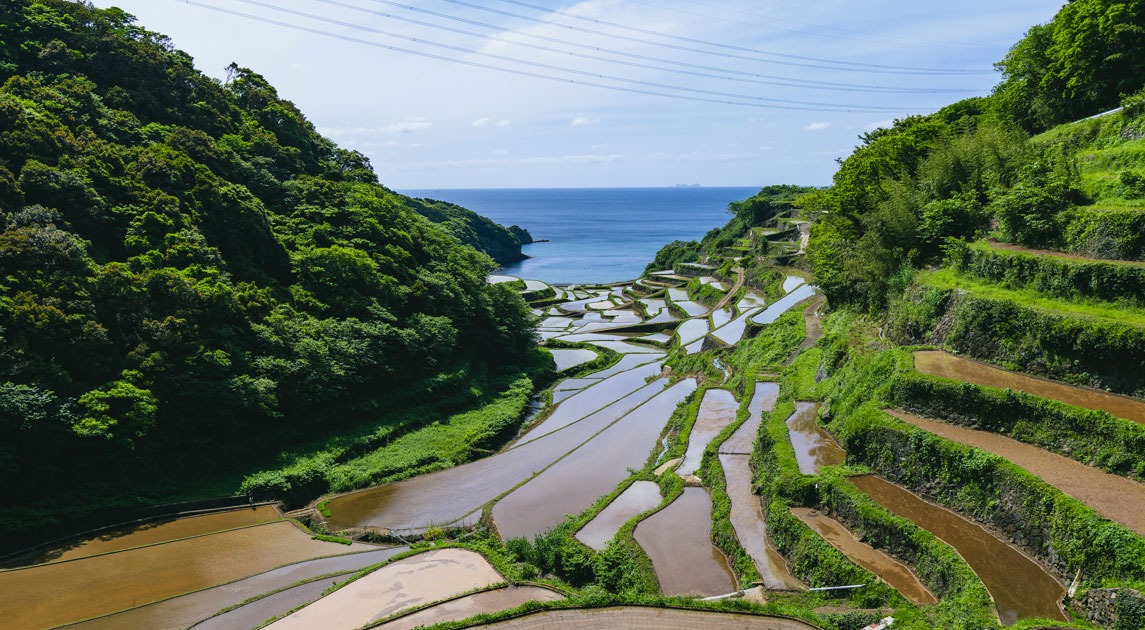 写真：浜野浦の棚田の昼の風景