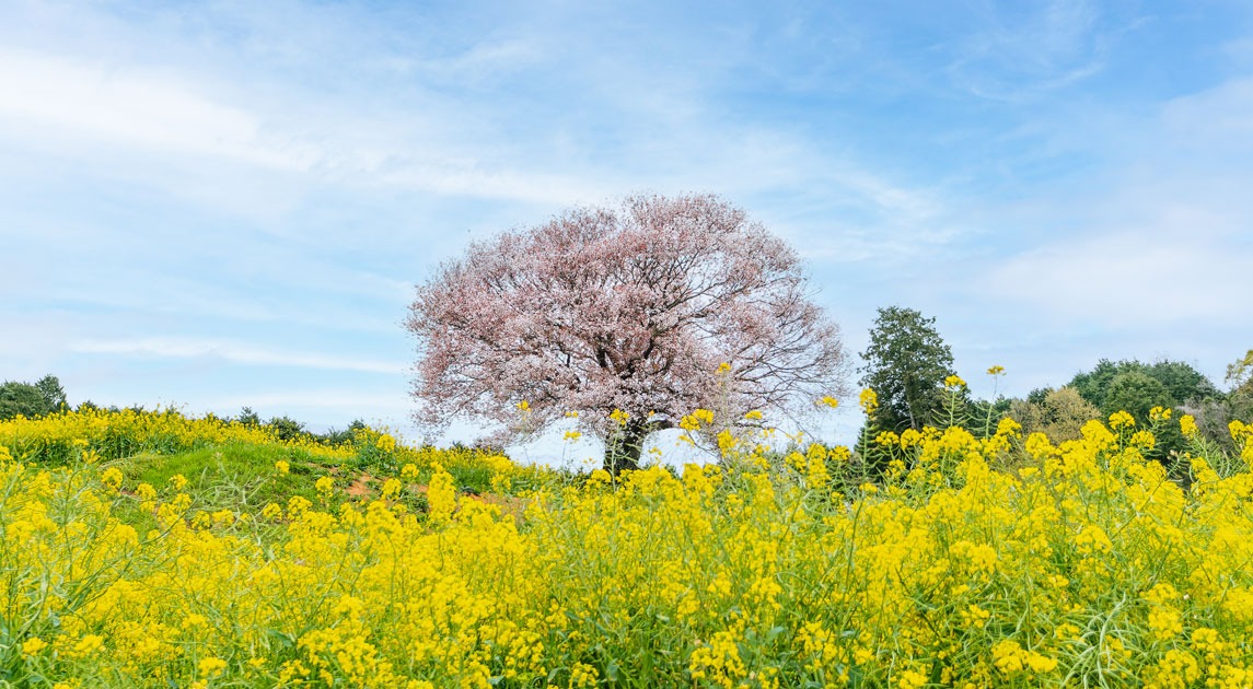 写真：菜の花が手前に広がり、奥に桜が咲いている様子