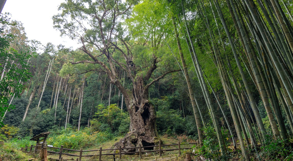 写真：竹林が開けた場所に植わっている武雄の大楠