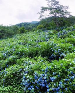 写真：中木庭ダム紫陽花