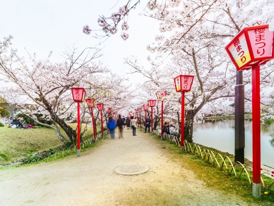 写真：桜並木の両側に「桜まつり」と書かれたぼんぼりが立っている様子