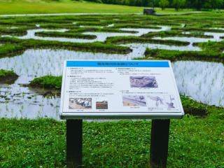 写真：弥生時代の再現水田。手前に案内板がある