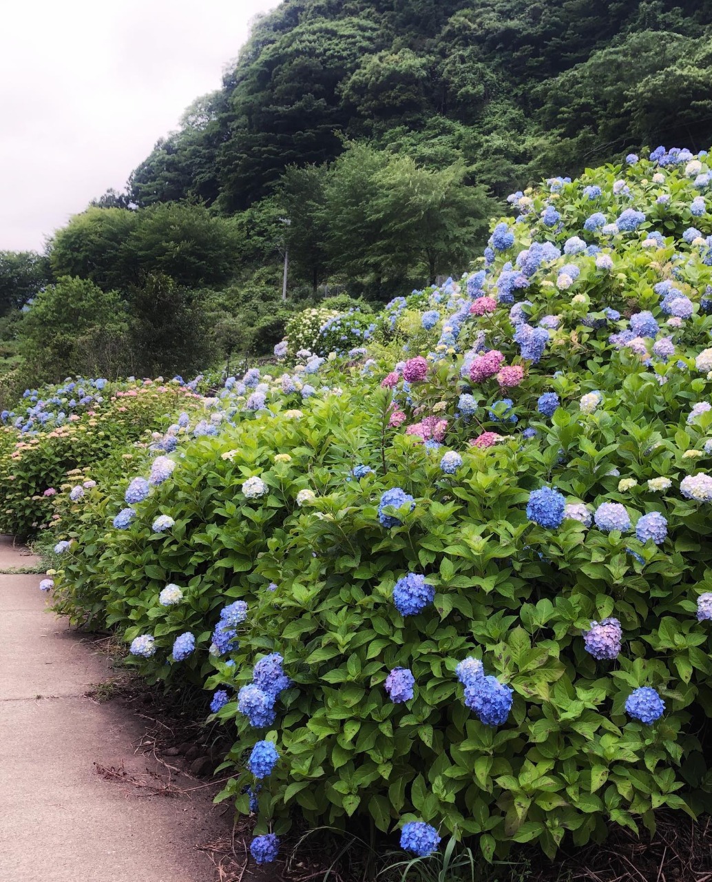 写真：道沿いに咲く紫陽花