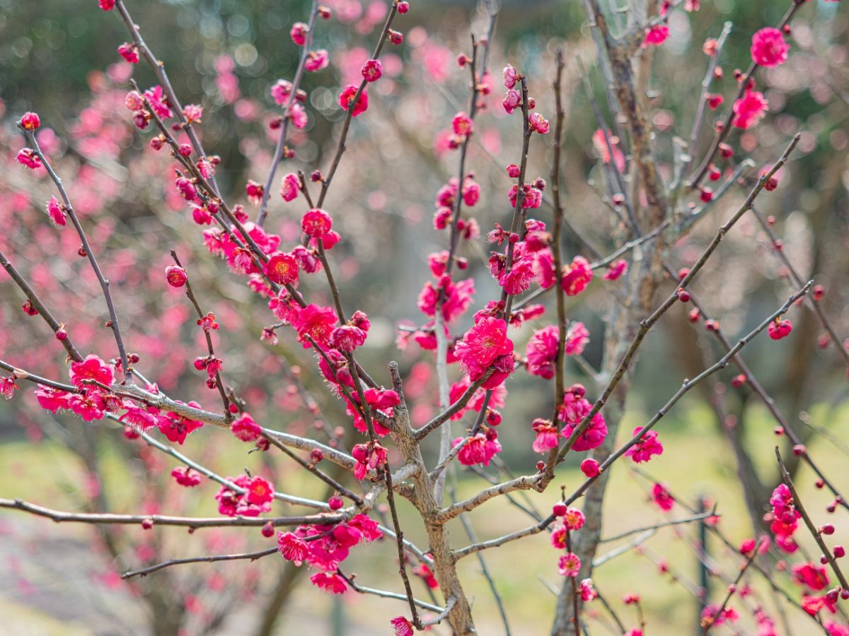 写真：花を咲かせる紅梅の木