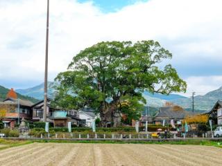 写真：川古の大楠の遠景