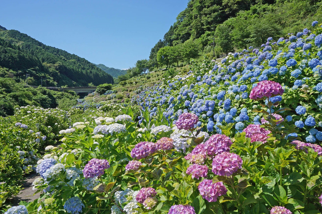 写真：満開のあじさい