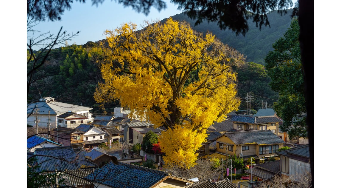 写真：大公孫樹を高台から見おろした風景