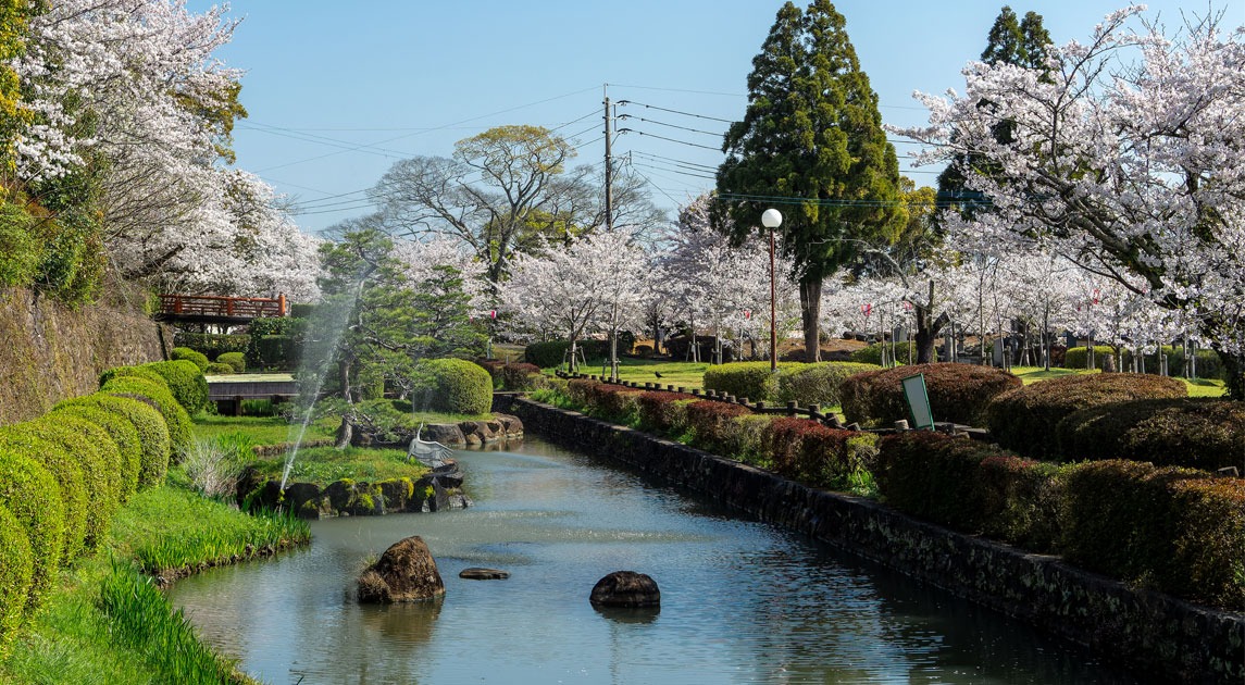 写真：堀端に桜並木が整備された風景