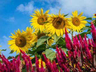 写真：青空を背景にしたひまわり