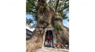 写真：川古の大楠の幹の洞に祀られている祠