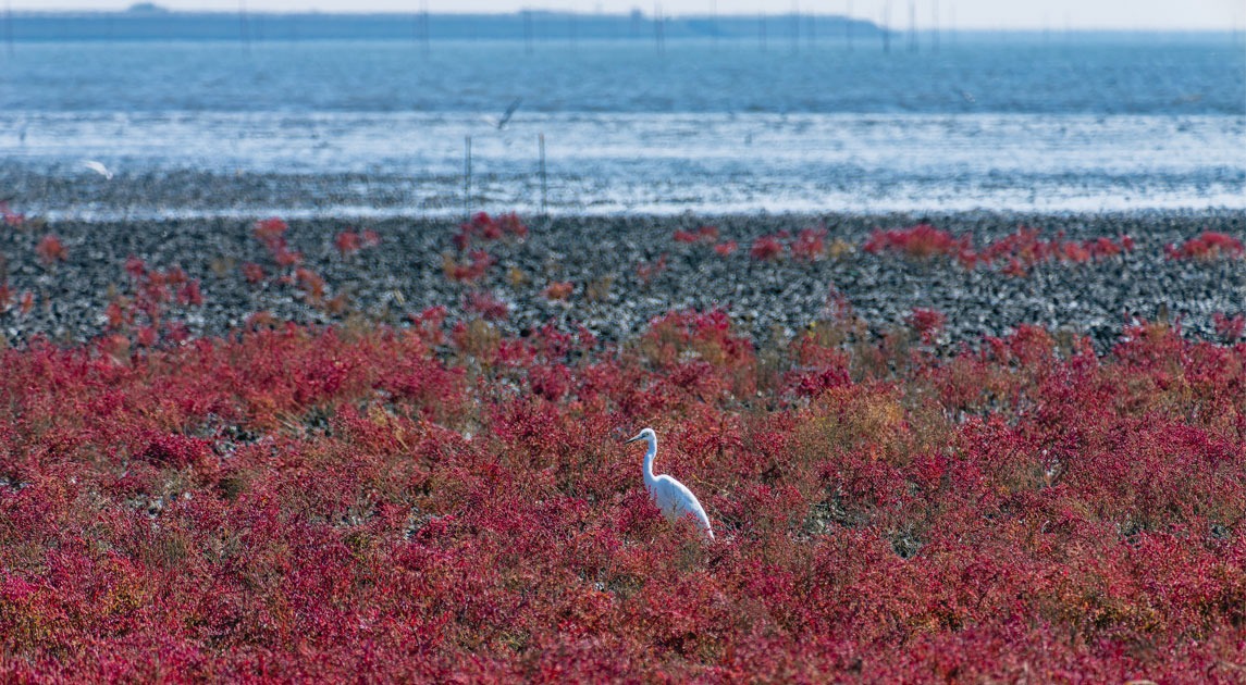 写真：シチメンソウの群生の中に一羽のサギが佇んでいる。奥に干潟が広がっている