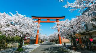 写真：祐徳門前の桜並木