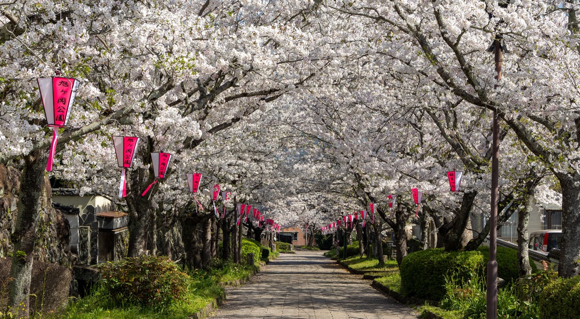 写真：桜並木に「旭ヶ岡公園」と文字が入った提灯が下げられている風景