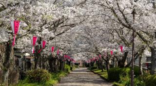 写真：桜並木に「旭ヶ岡公園」と文字が入った提灯が下げられている風景