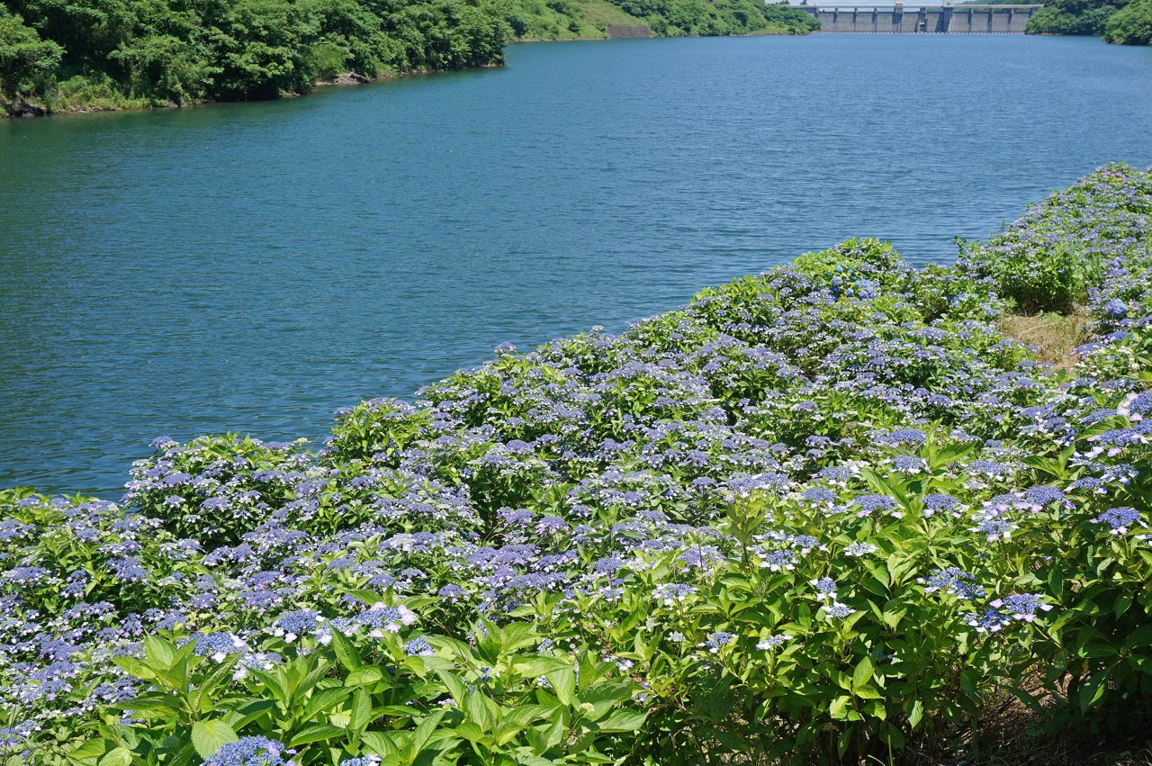 写真：中木庭ダム紫陽花