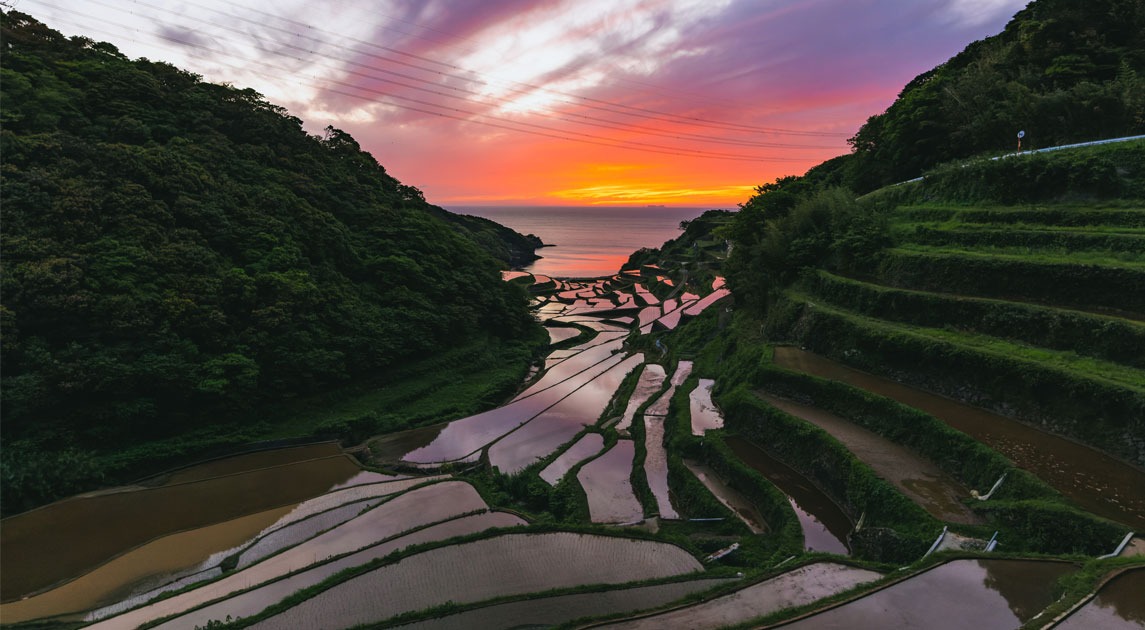 写真：残照を映す浜野浦の棚田