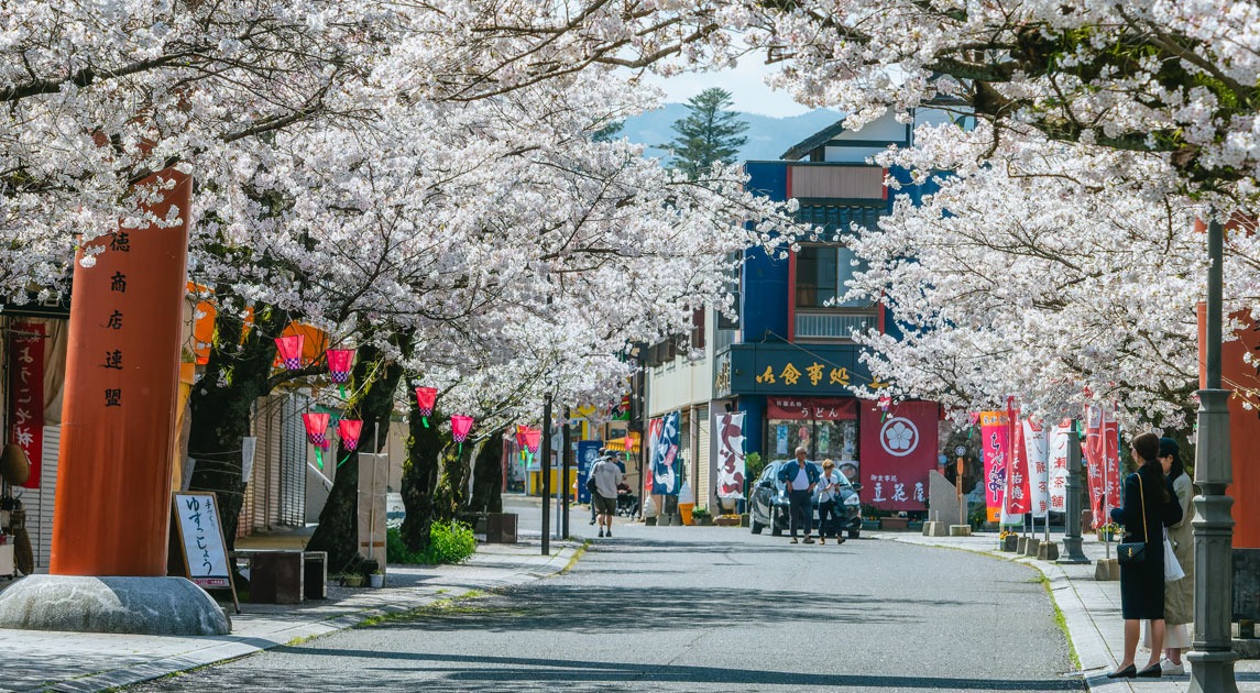 写真：祐徳門前の桜並木