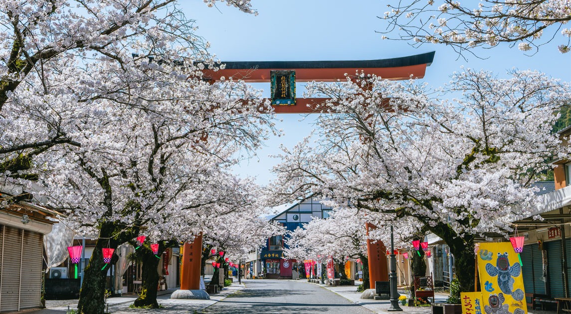 写真：祐徳門前の桜並木