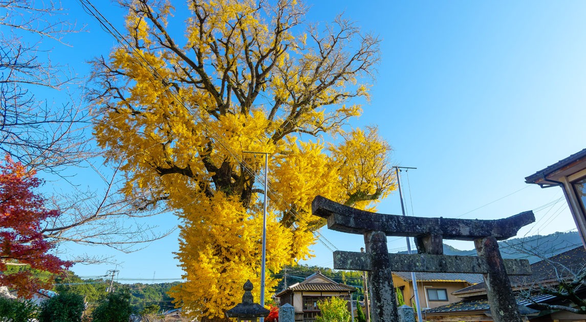 写真：大公孫樹の手前に鳥居がある風景