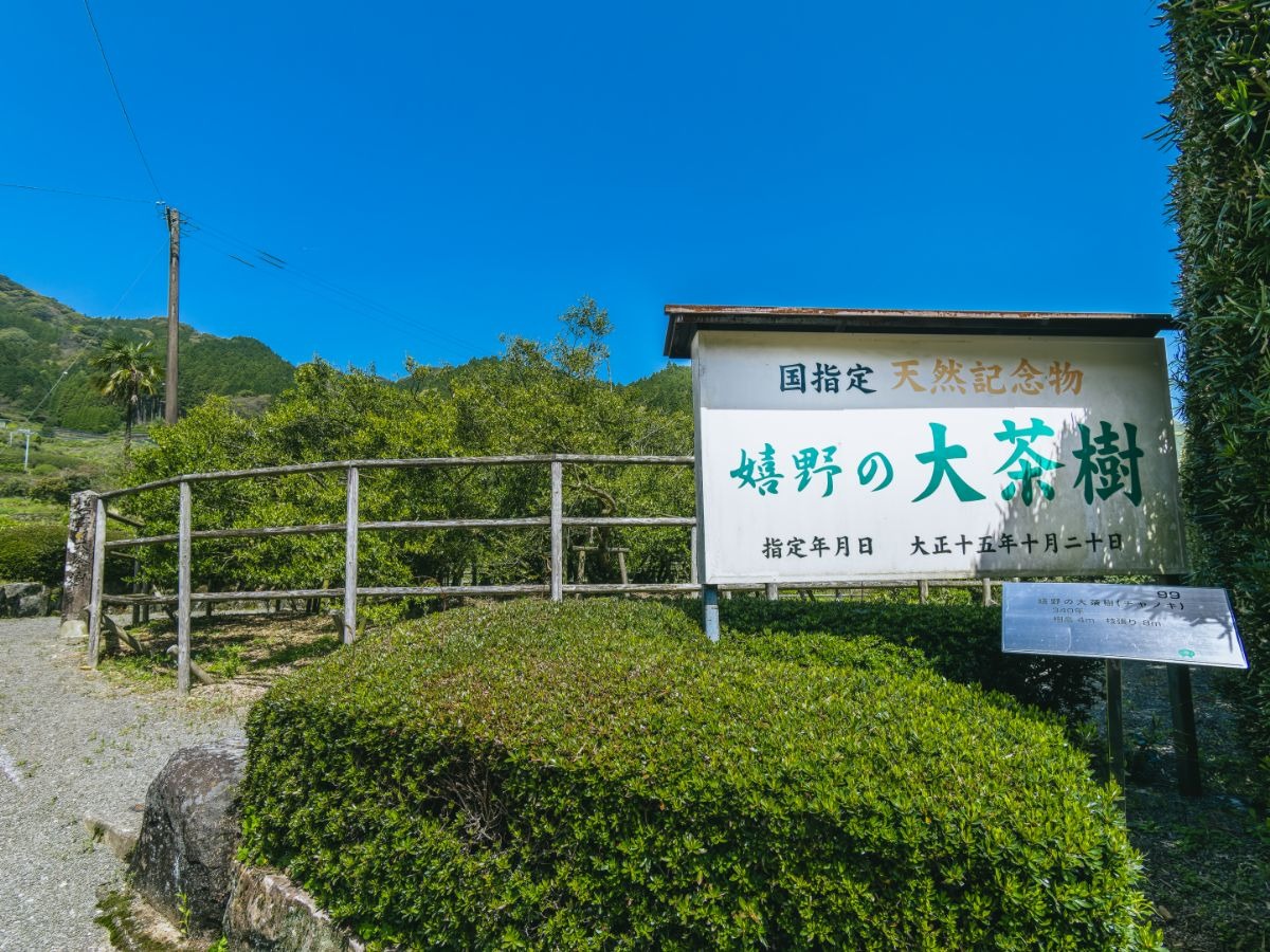 写真：「嬉野の大茶樹」と書かれた看板が立っている風景