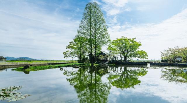 写真：縫ノ池のほとりのメタセコイアの木。水面にメタセコイアが映り込んでいる