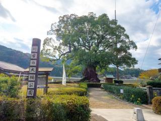 写真：右側奥に川古の大楠があり、手前に「川古の大楠公園」の看板が設置されている風景