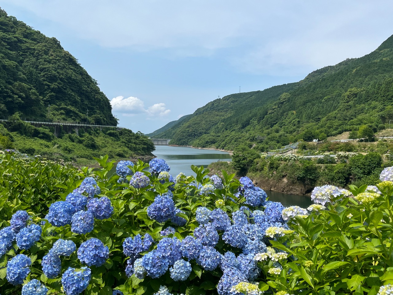 写真：川や道沿いに咲くあじさい