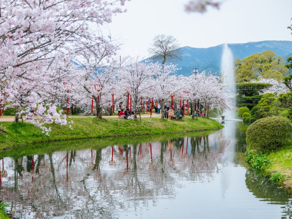 写真：池に沿って桜が植わっている風景。池には噴水がある