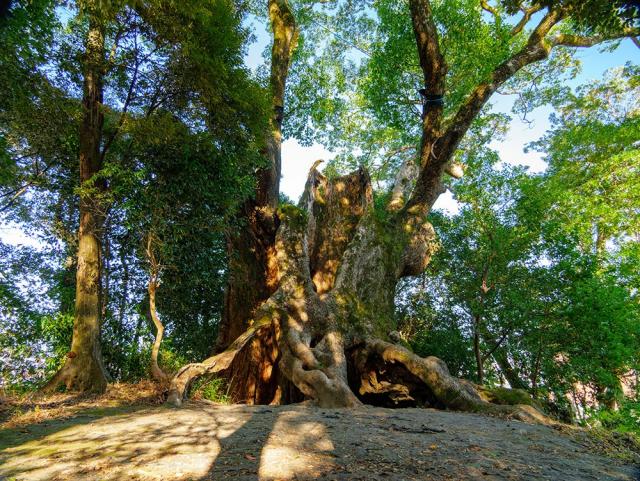 写真：塚崎の大楠を正面から見た構図。幹に大きな洞がある状態が見える