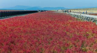 写真：シチメンソウの群生地