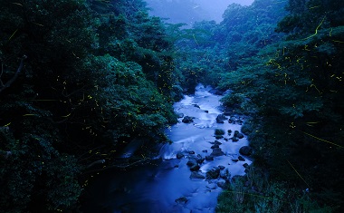 嬉野温泉ホタルの画像