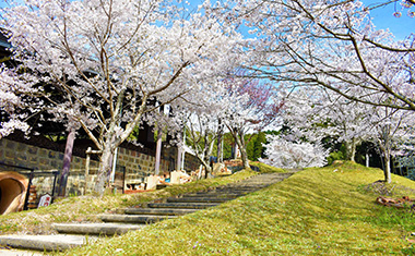 飛龍窯の桜の画像