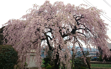 のごみ人形工房のしだれ桜の画像