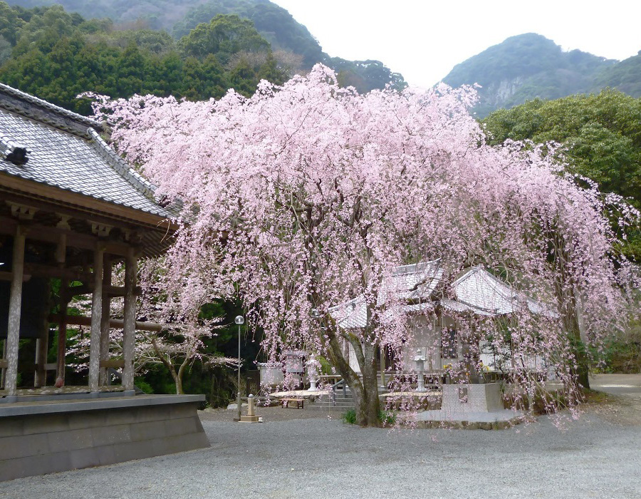 實相院　妙法しだれ桜の画像